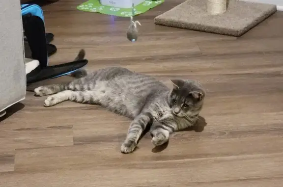 Lost Grey Tabby in Gainesville - Help Find Him!