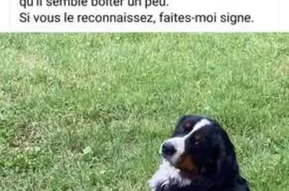 Chien Bouvier blessé trouvé - photo