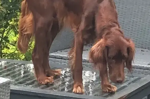 Chien perdu Labruguière, photo : Alerte: Tessy, Setter Irlandais égaré