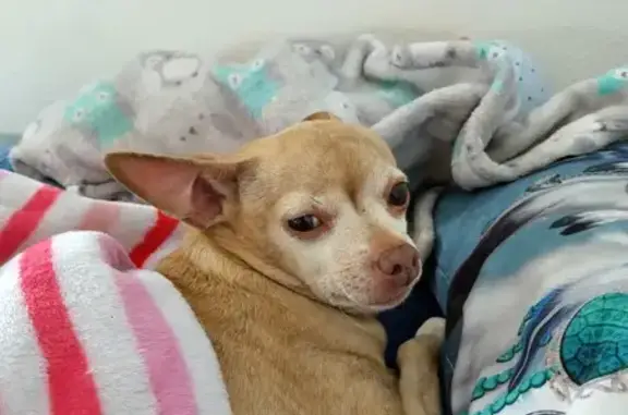 Lost Chihuahua: Tan & White Female - Help!