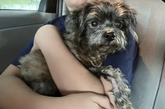 Found Small Grey Dog - 7th Ave N, Jacksonville