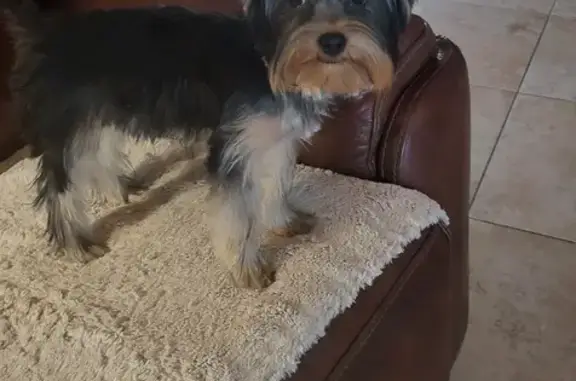 Lost Puppy Alert: Tiny Yorkie Girl - The Villages!