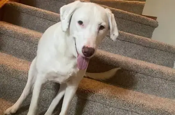 Lost White Dog Daisy - Do Not Chase | Flagstaff