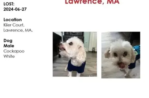 Lost Pup Alert: Boston St, 27B Lawrence!