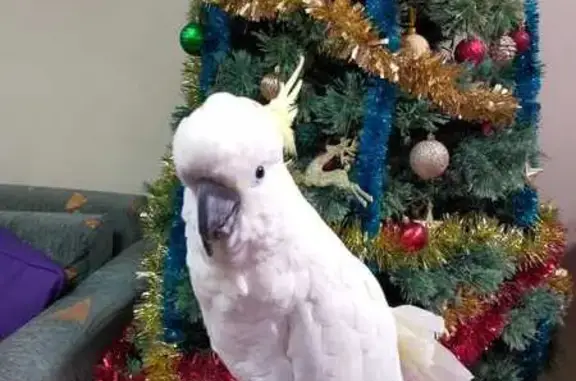 Lost Cockatoo! Speaks 'Hello' - Adelaide