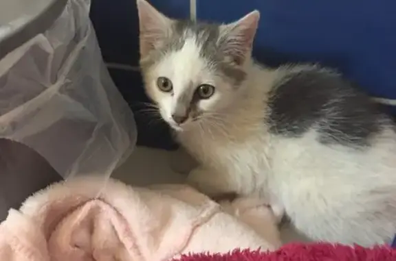 Chaton blanc/gris perdu à Azay - photo