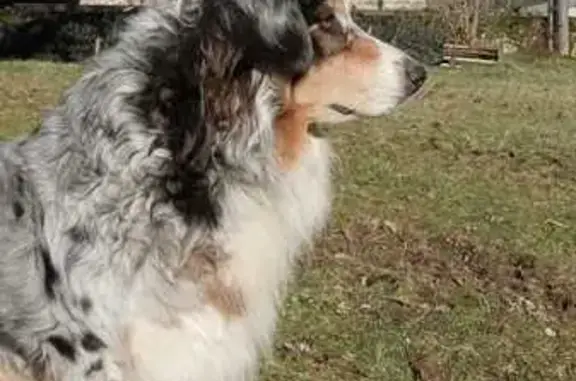 Chien perdu , photo : Alerte: Chien Berger Australien Perdu