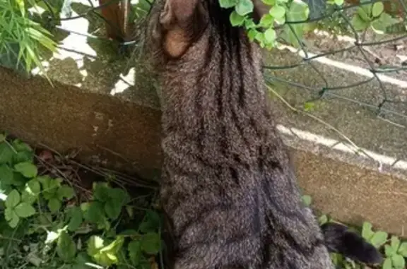 Chat perdu, Vichy, photo: Chat tigré perdu à Vichy