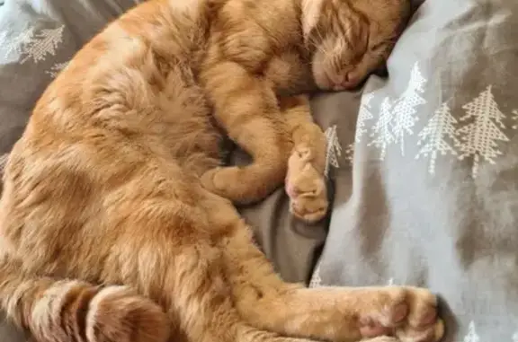 Chat perdu, Châteaubourg, photo: Chat unique disparu à Châteaubourg