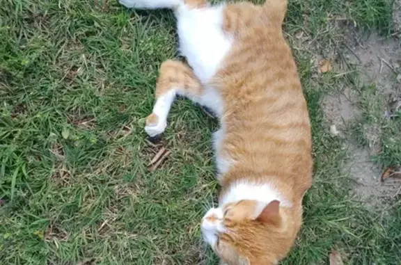 Chat jeune et câlin trouvé amaigri - photo