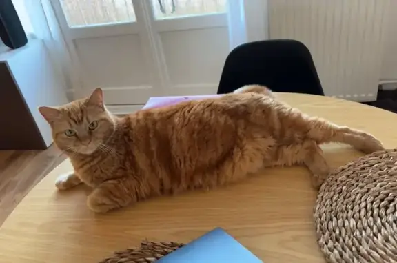 Chat perdu, Limoges, photo: Chatte rousse perdue à Limoges