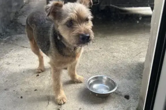 Trouvaille: Chien à Tours-sur-Marne - photo