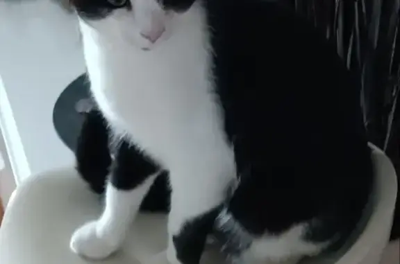 Chat perdu, , photo: Chat noir/blanc disparu - Stérilisé