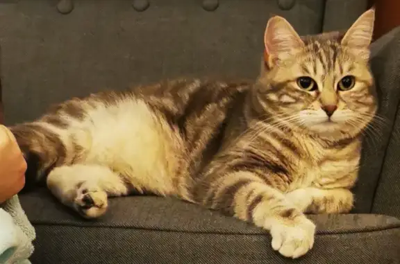 Chat perdu, Clermont-Ferrand, photo: Chatte dodue perdue, Clermont-Fd