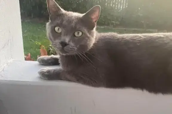 Lost Grey Cat in Newcastle - Help Find Herbert!