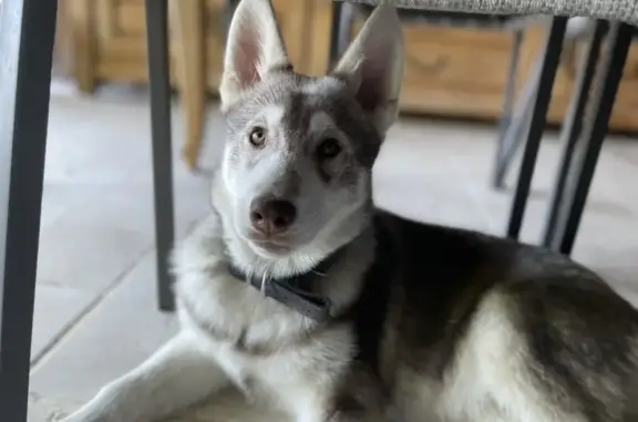 Husky gris 5 mois perdu à Bouloc - photo