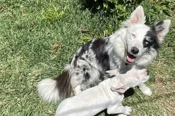 ¡URGENTE! Border Collie Merle Perdido #663509953