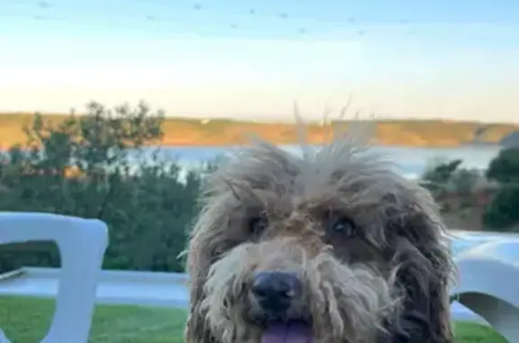Animales perdidos , foto: ¡URGENTE! Noa Perdida: Pelo Corto, Asustadiza