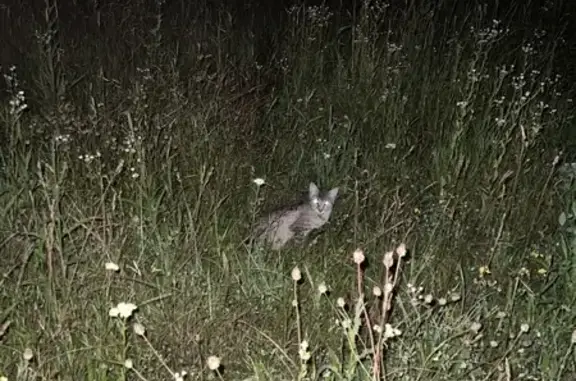 Chat tigré perdu à Ballersdorf - photo