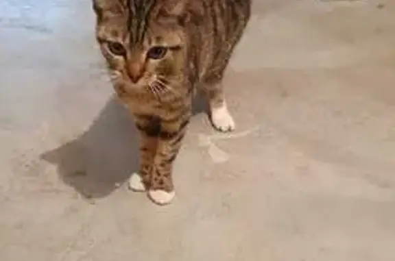 Chaton errant sauvé à Ballainvilliers - photo