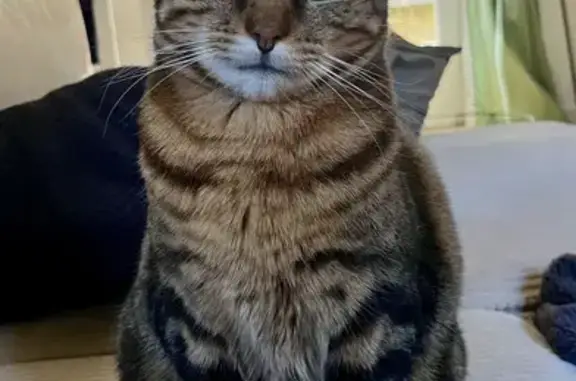 Chat perdu, Rodez, photo: Chatte Ruby perdue à Rodez