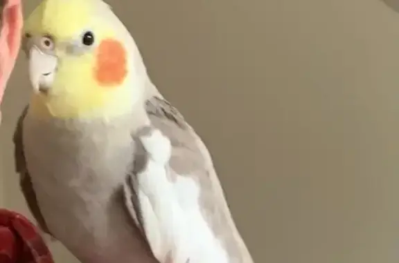 Missing Cockatiel 'Koca' - Farnham Rd, Yarra