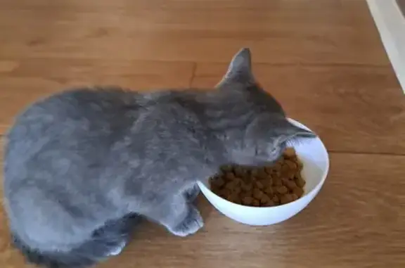 Chaton trouvé à l'EHPAD Bayles - photo