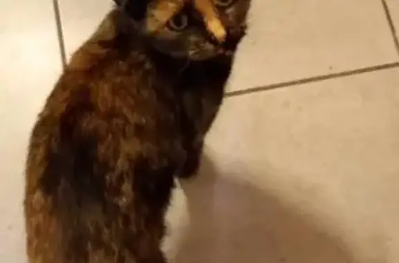 Animaux perdus , photo: Chat écaille disparu à Montmort