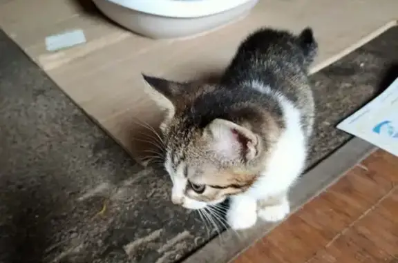 Chatons trouvés à adopter - photo