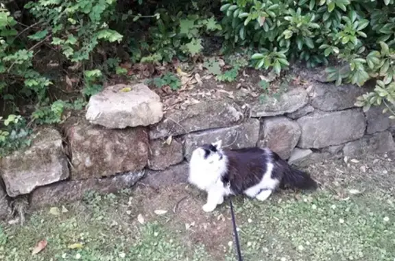 Animaux perdus , photo: Chatte bicolore disparue à Bagnoles