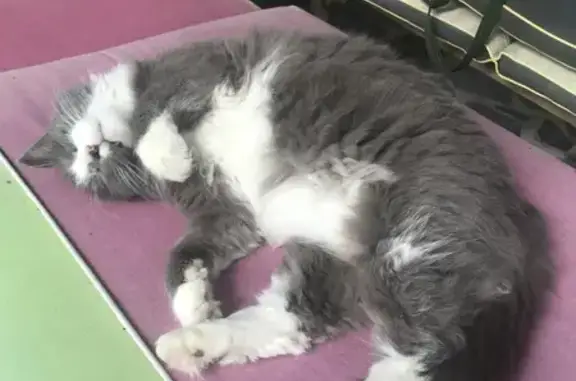Chat perdu, Horgues, photo: Chatte grise/blanche perdue à Horgues