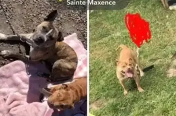 Animaux perdus , photo: Avis de recherche: Bandy, staffie