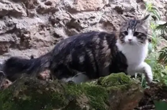 Chat tigre perdu à Saint-Aubin - photo