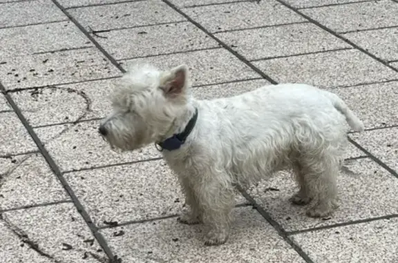 Chien perdu Fontaine-Notre-Dame, photo : Chien perdu à Fontaine-Notre-Dame