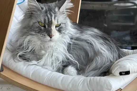 Chatte Maine Coon gris perdue - photo