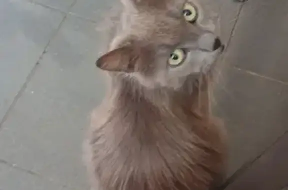 Chaton gris roux trouvé à Savigny - photo
