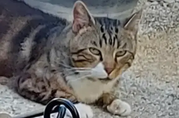 Animaux perdus Sainte-Savine, photo: Chat sauvage non identifié perdu