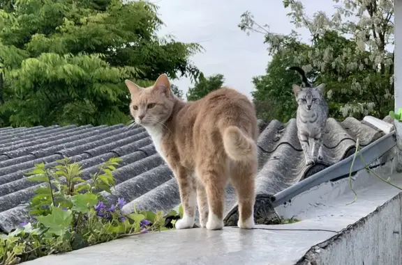Animaux perdus Rochefort, photo: Chatte rousse disparue à Rochefort
