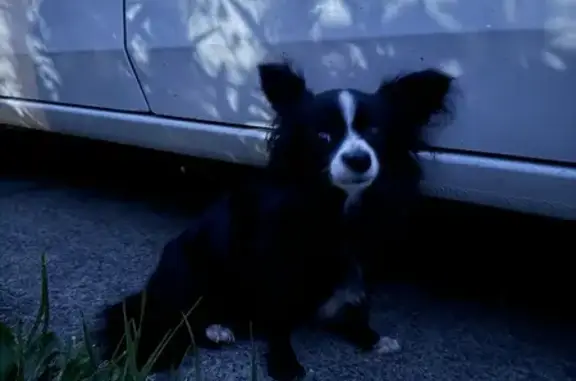 Found Papillon Dog Near 40-38th St, Emerson!