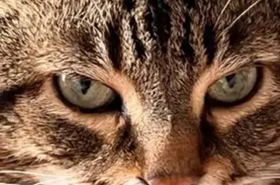 Lost Senior Tabby Cat in Thorold – Help!