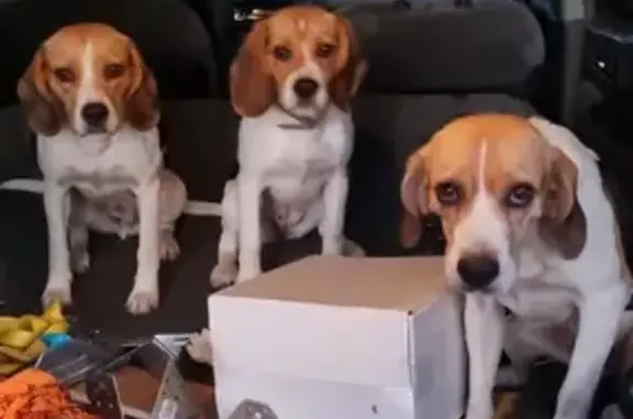 Alerte: 2 beagles perdus - La Bâtie - photo