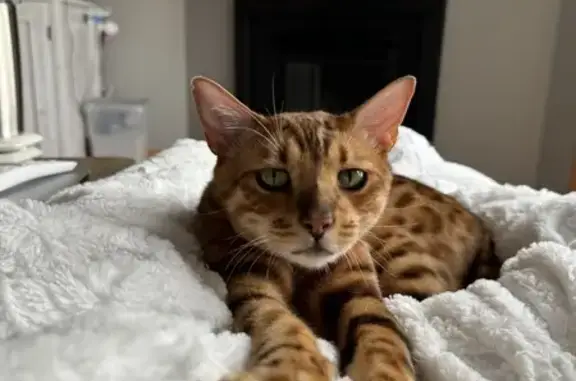 Lost Bengal Cat: Orange & Spotted - Apple Valley