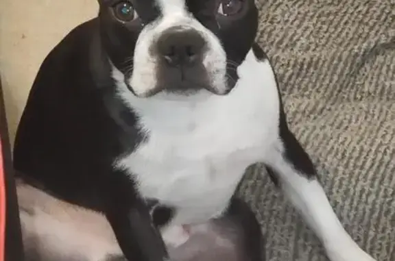 Lost Boston Terrier on Cason Ln - Help Find!