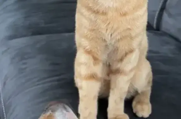 Animaux perdus Domérat, photo: Chat roux perdu à Domérat