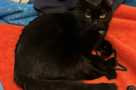 Animaux perdus , photo: Chatte Tchouliette disparue à Vexin