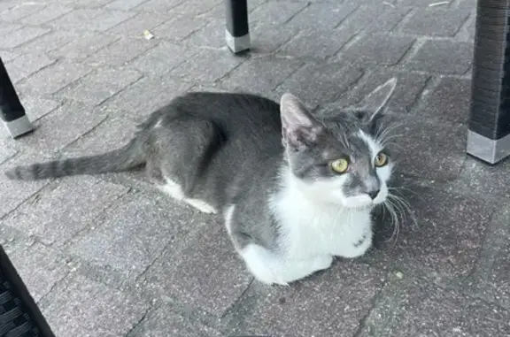 Chaton câlin devant boulangerie - photo