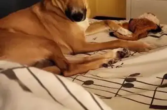 Chien perdu , photo : Chienne Miya perdue près de La Falaise
