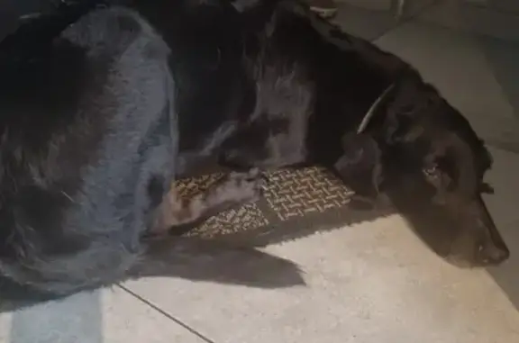 Chienne noire trouvée à Châtel-Guyon - photo