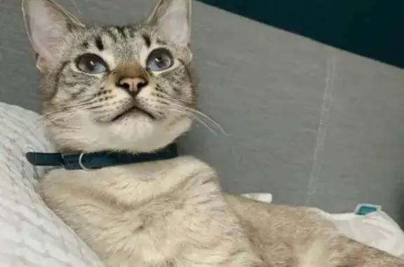 Chat perdu, Moret-Loing-et-Orvanne, photo: Chat gris tigré perdu à Moret
