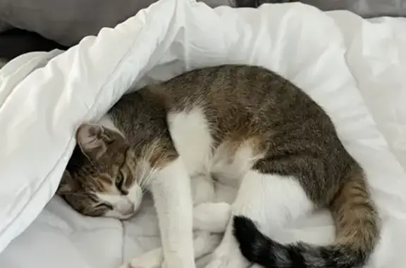 Lost Calico Cat Sabrina - Pink Harness